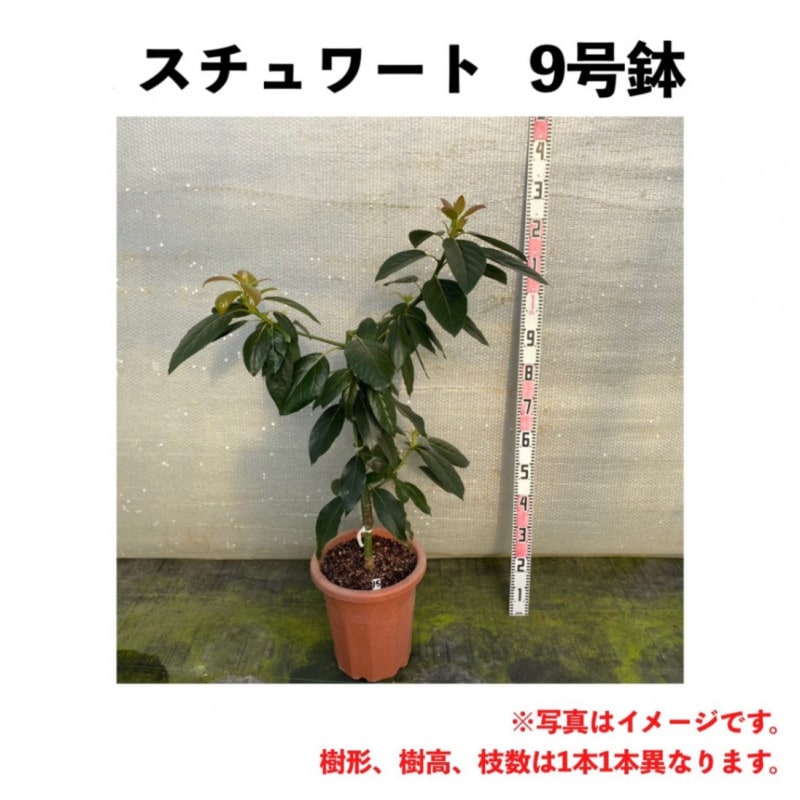 スチュワート (A) 3年生 9号鉢【※こちらの商品は同梱できません