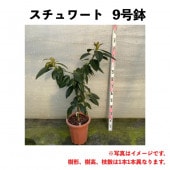 アボカド大苗 楽天市場】アボカド 苗 【2品種選べる アボカド栽培セット】 2年生