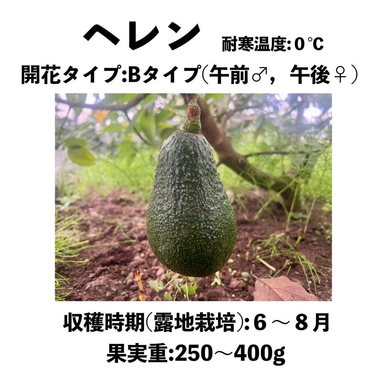 ヘレン (B) 大苗 5号ロングポット（接木）｜アボカド苗木 | アボカド