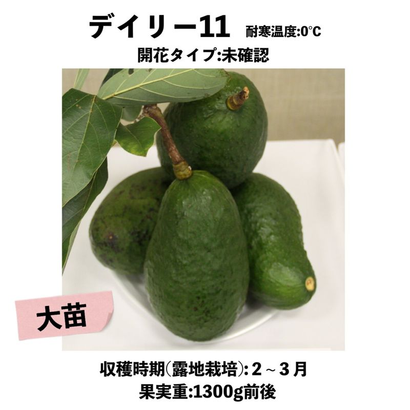 �ǥ��꡼11 ���� ������󥰥ݥåȡ����ڡ�Daily11�å��ܥ�������