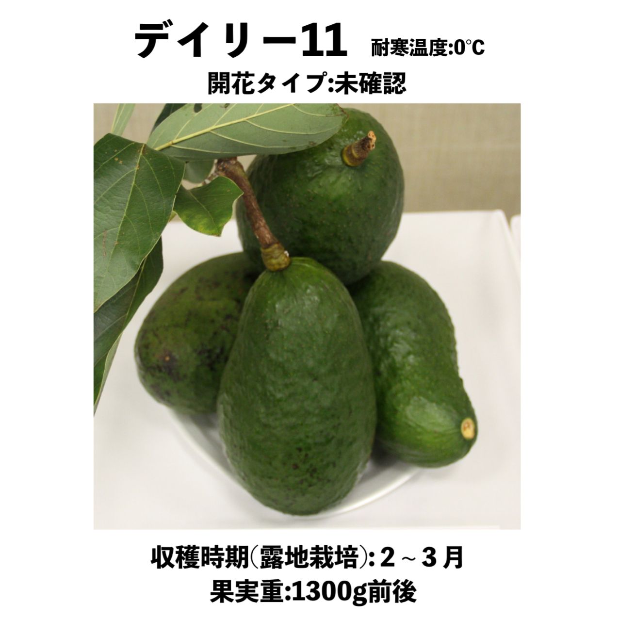 アボカド　スチュワート　大苗 アボカド スチュワート 大苗