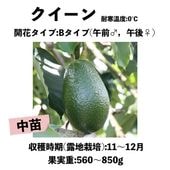 アボカド ウィンターメキシカン (A) Aタイプ By 苗木部 苗 販売 (接木