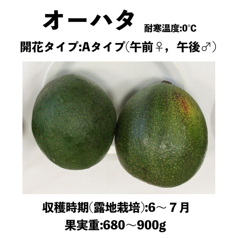 �����ϥ� (A) ���� ������󥰥ݥåȡ����ڡˡå��ܥ�������