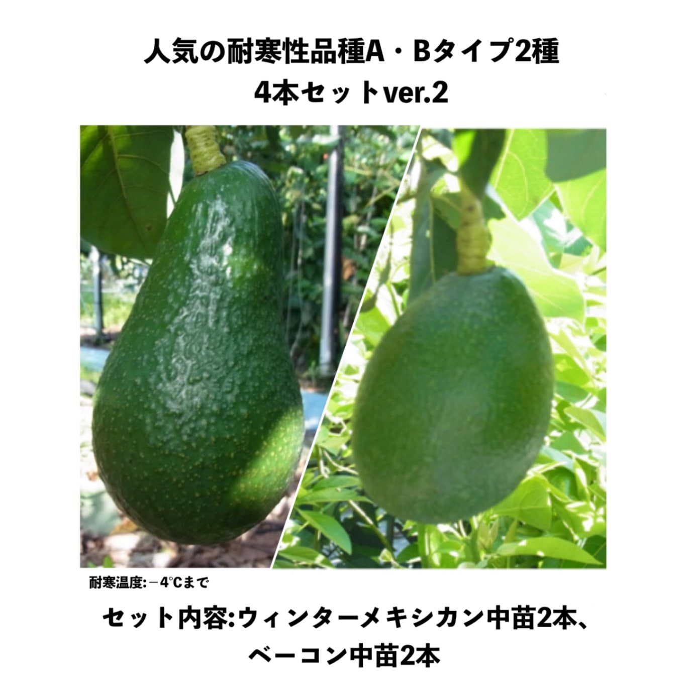 アボカド 接木苗 タイプA、Bセット Amazon.co.jp: 【予約受付中】アボカド 品種おまかせセット A+B