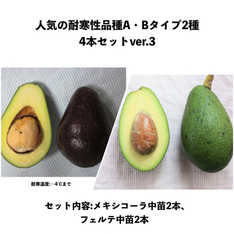 小ぶり・傷物＊国産アボカド【フェルテ/ピンカートン】(管理番号：3213)