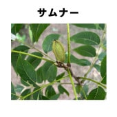 ʡ 󥰥ݥå  ڡ | ڥʥԡʥåġ