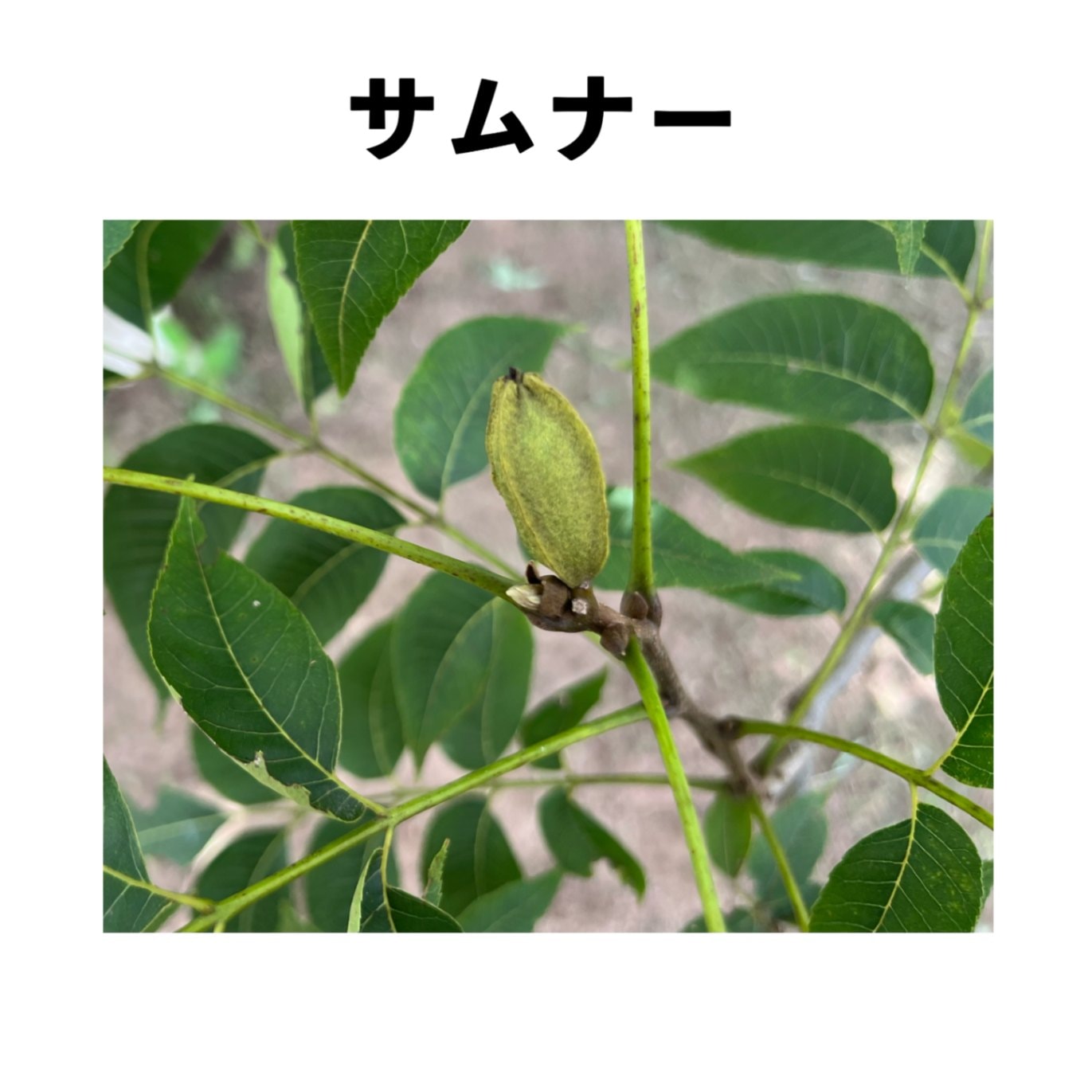 ピーカンナッツ　接木苗2種セット5号ロング ピーカンナッツ 接木苗2種セット5号ロング ピーカンナッツ2種接木苗