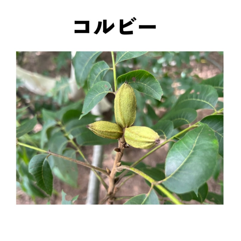ӡ 󥰥ݥå ġڡ | ڥʥԡʥåġ