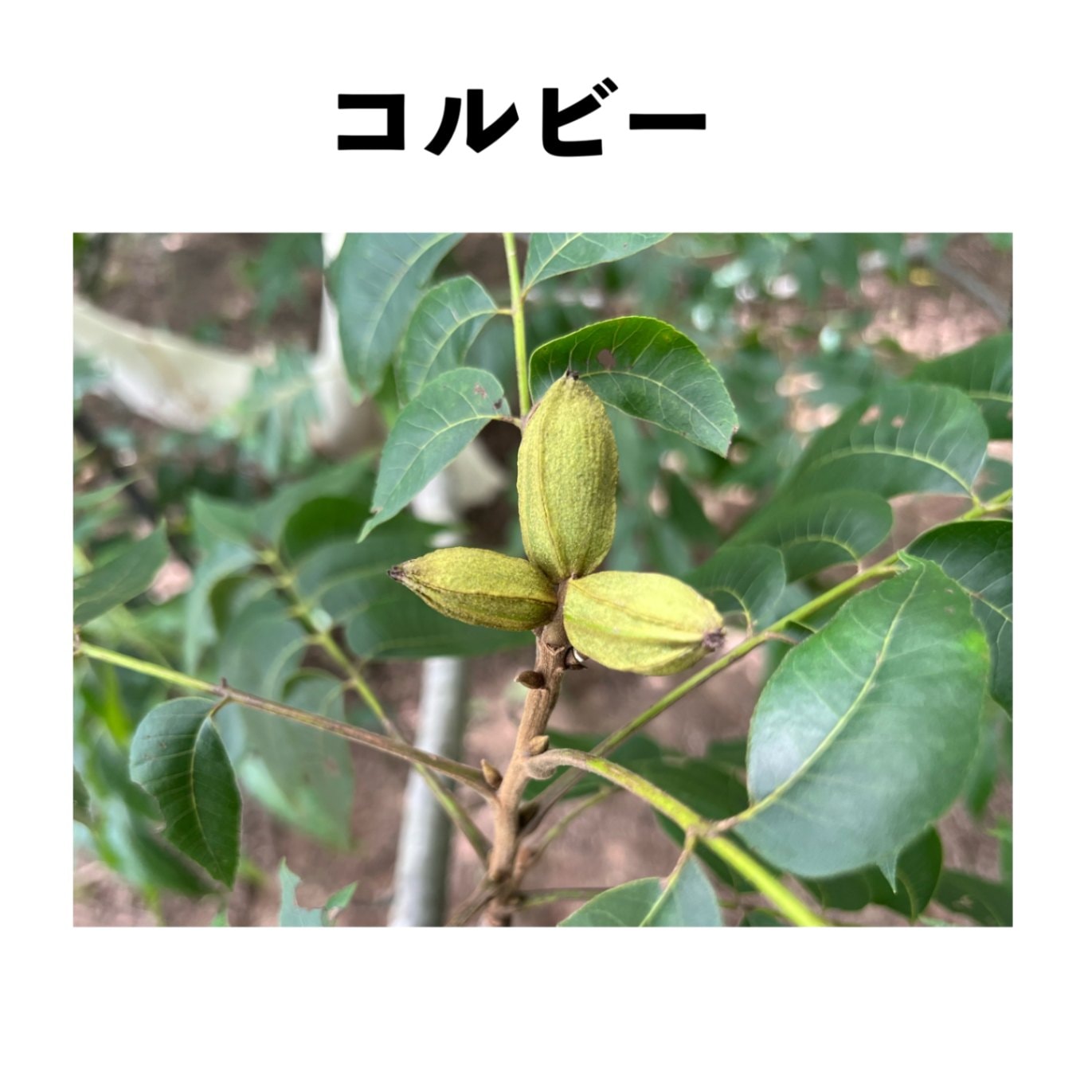 ピーカンナッツ　接木苗2種セット5号ロング シェパード 5号ロングポット 小苗 （接木） | ペカン（ピーカンナッツ