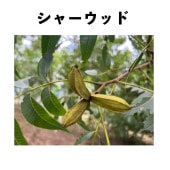 㡼å 󥰥ݥå  ڡ | ڥʥԡʥåġ