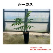 롼 󥰥ݥå  ڡ | ڥʥԡʥåġ