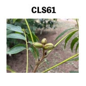 CLS61 󥰥ݥå  ڡ | ڥʥԡʥåġ