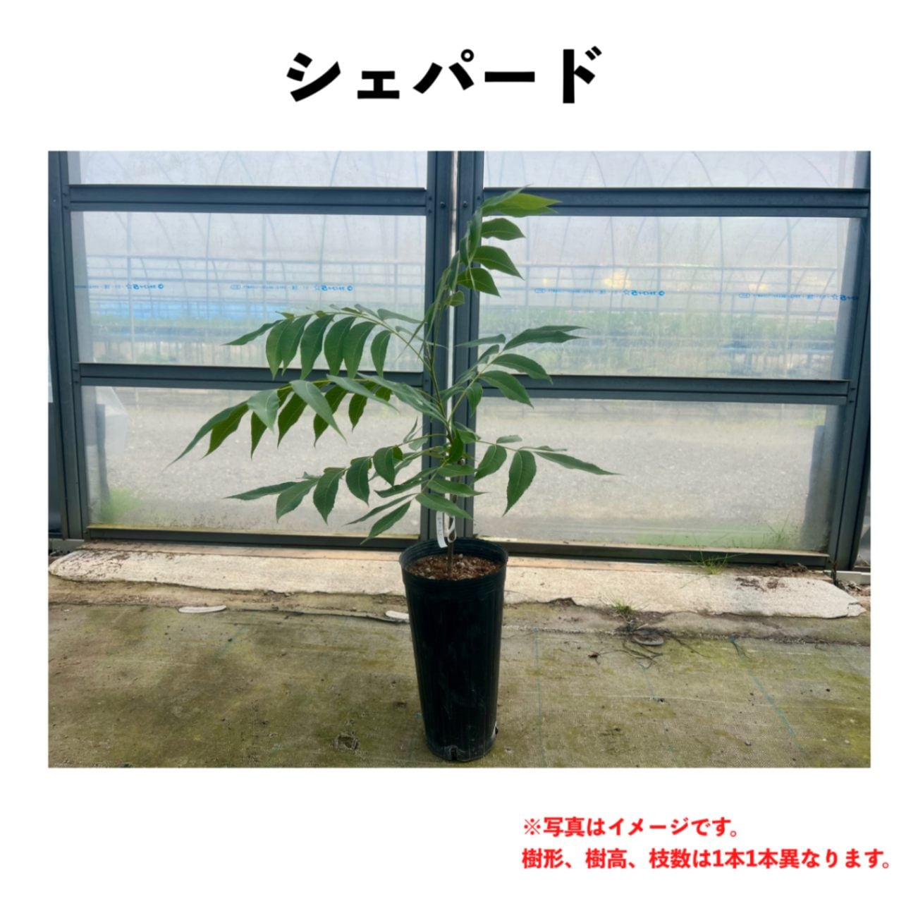 シェパード 5号ロングポット 小苗 （接木） | ペカン（ピーカンナッツ