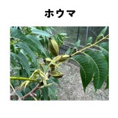 ۥ 󥰥ݥå  ڡ | ڥʥԡʥåġ