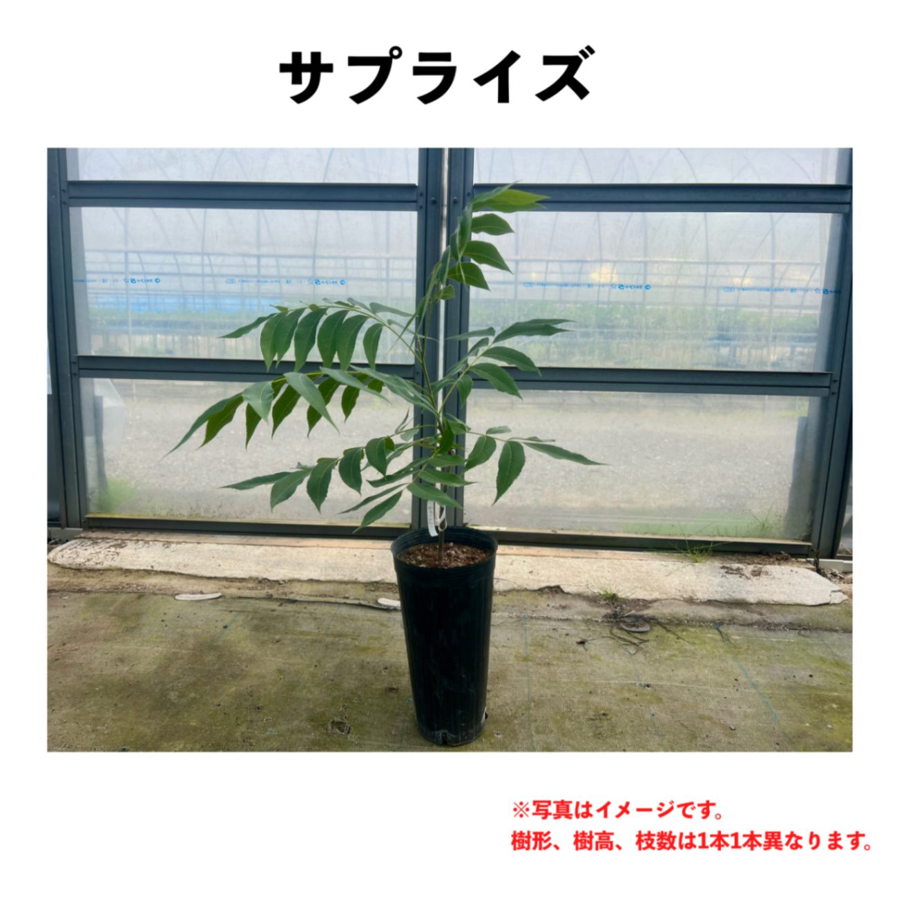 サプライズ 5号ロングポット 小苗（接木） | ペカン（ピーカンナッツ