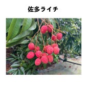 ライチ　取木　篤姫　レイシ　リュウガン 71jQW27fzIS._UF1000,1000_QL80_.jpg