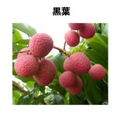 レイシ苗木（ライチ苗木）