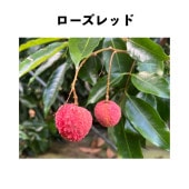 ライチの苗木(クワイミーレイシ) ライチの苗木(クワイミーレイシ) - メルカリ