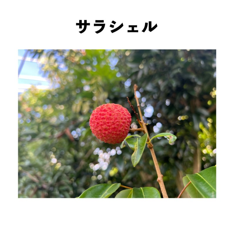 ���饷���� ���� ���� (����ڡˡå쥤���ʥ饤��������