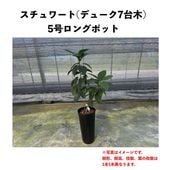 デューク7台木