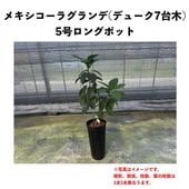 デューク7台木