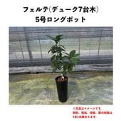 デューク7台木