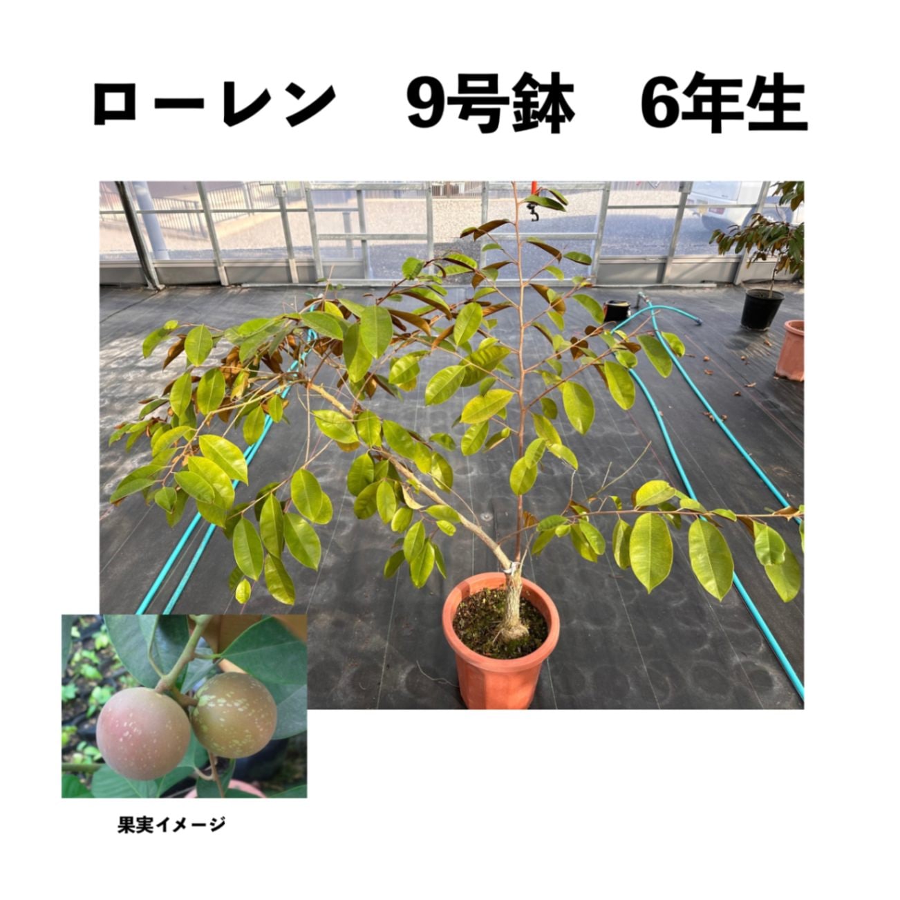 アテモヤ。接ぎ木苗。果樹。鉢ごと無料で発送。