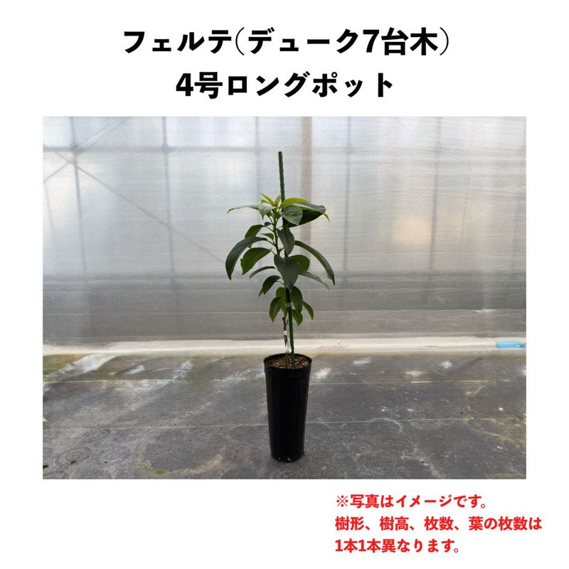 �ե���� (B)  �ڥǥ塼�������ڡ� ������󥰥ݥå� (����) Fuerte�å��ܥ�������