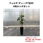 アボカド苗木｜ゆす村農園