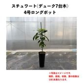 �������� (A) �ڥǥ塼�������ڡ� 3.5��������󥰥ݥå� (����) Stewart�å��ܥ�������