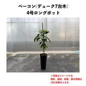 �١����� (B)  �ڥǥ塼�������ڡۣ�����󥰥ݥå� (����) Bacon�å��ܥ�������