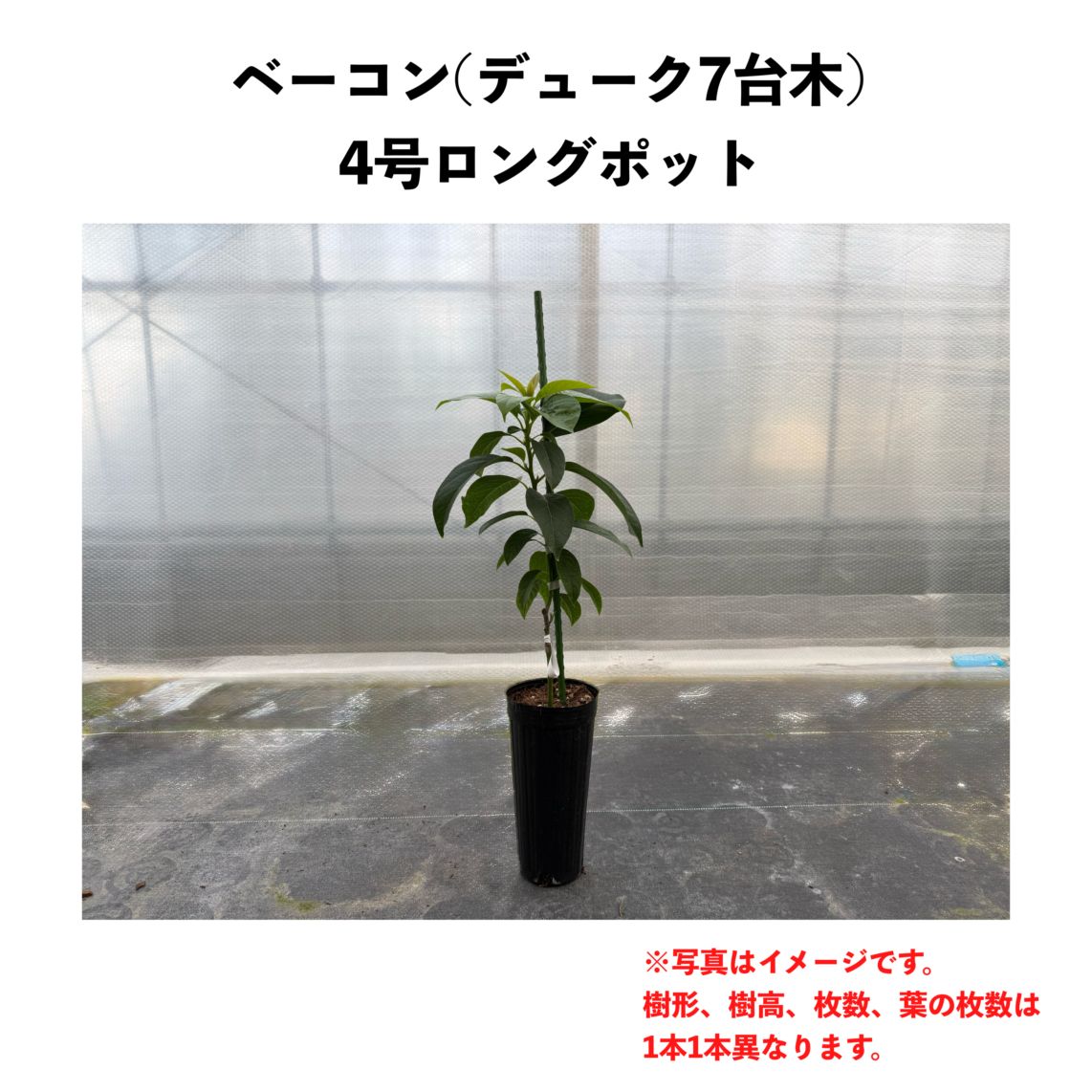ベーコン (B) 【デューク7台木】4号ロングポット (接木) Bacon