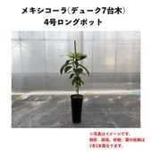 �ᥭ�������� (A) �ڥǥ塼�������ڡۣ�����󥰥ݥå� (����) Mexicola�å��ܥ�������