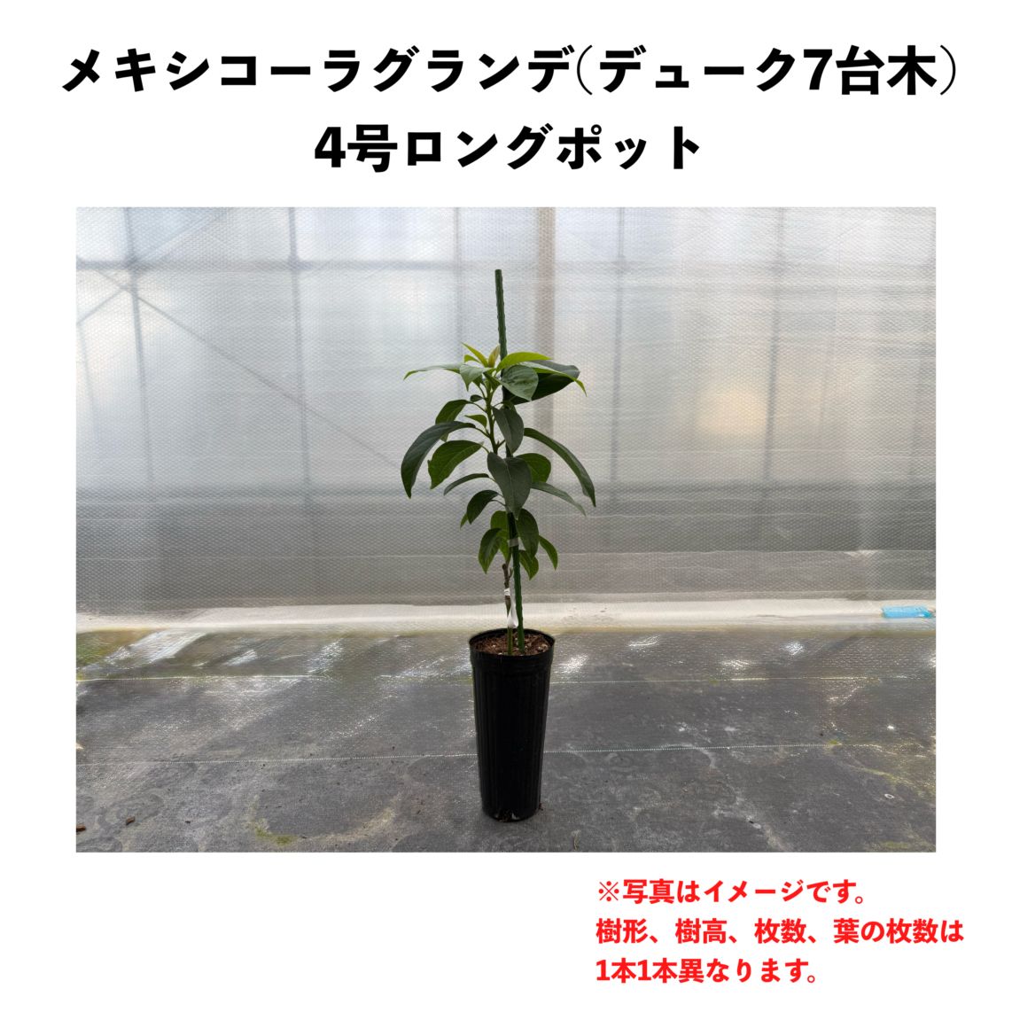 ☆グランデ 優良子株 親株参考★ 観葉植物 土日限定‼️親株エリアリニューアル記念‼️】 普段は絶対やらない Nook
