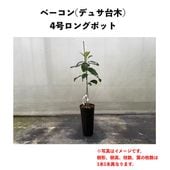 �١����� (B) �ڥǥ奵���ڡʥѥƥ���ʼ�ˡۣ�����󥰥ݥå� (����) Bacon�å��ܥ�������