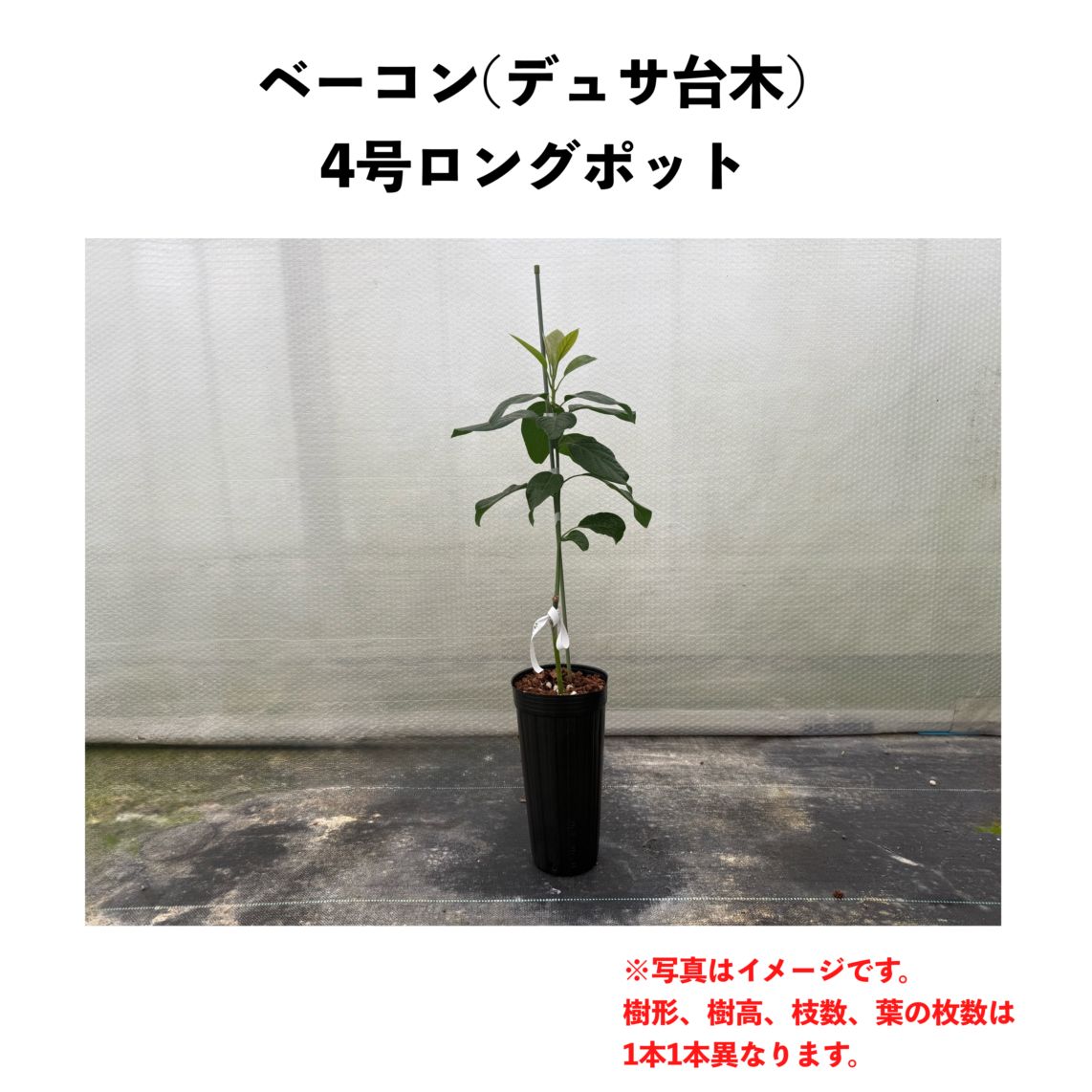 ベーコン (B) 【デュサ台木（パテント品種）】4号ロングポット (接木