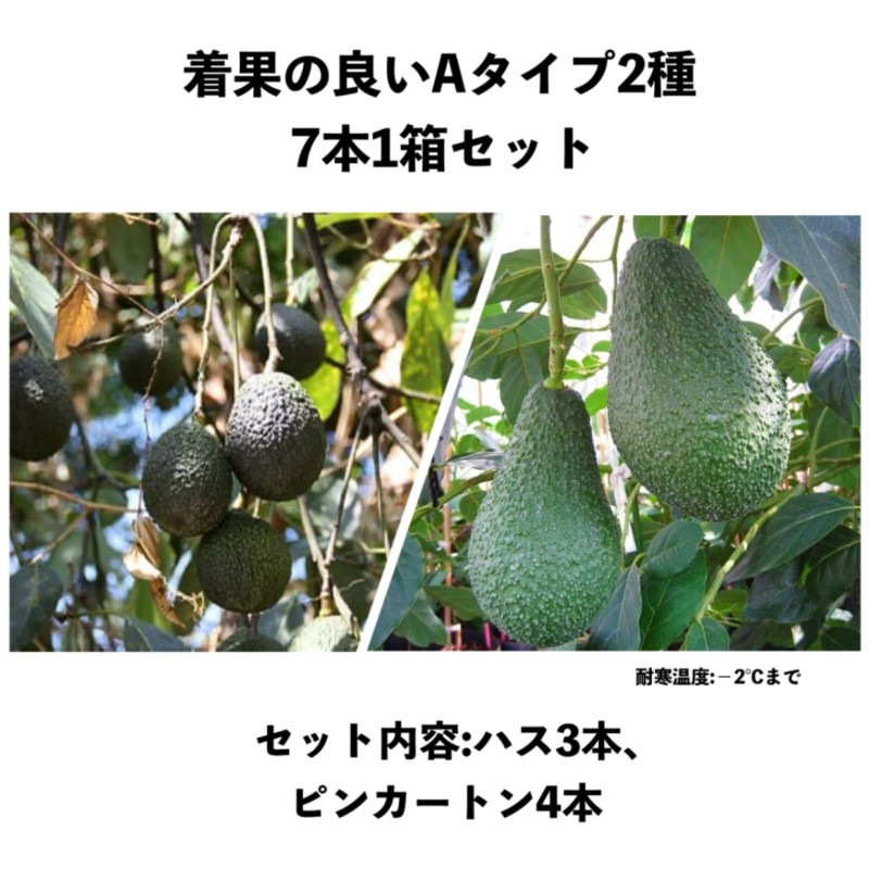 アボカド メキシコーラグランデ 花芽付き 【公式通販】