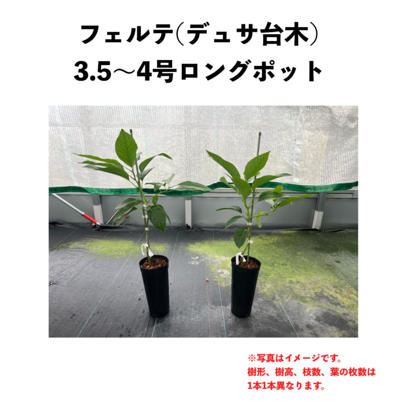 アボカド 穂木 ウインターメキシカン 【公式通販】