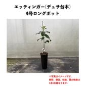 ���åƥ��󥬡� (B) �ڥǥ奵���ڡʥѥƥ���ʼ�ˡۣ�����󥰥ݥå� (����) Ettinger�å��ܥ�������