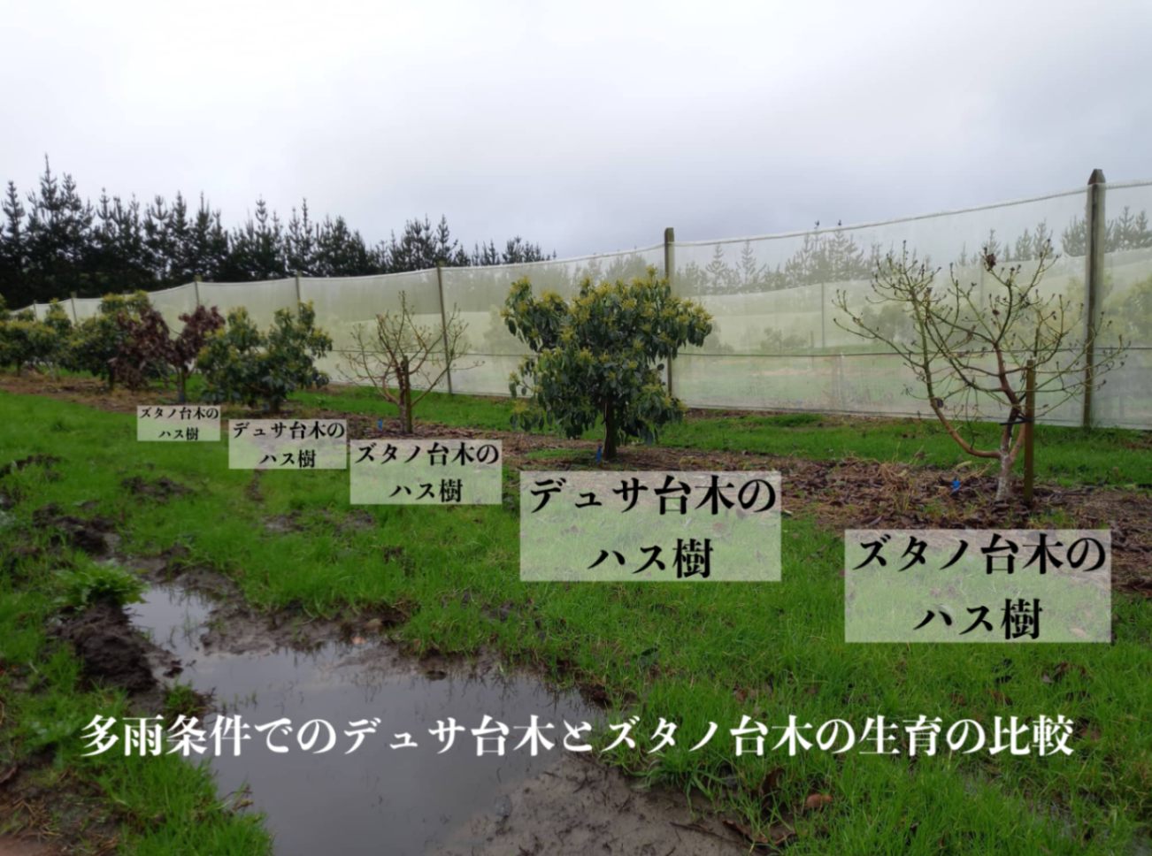 エッティンガー (B) 【デュサ台木（パテント品種）】4号ロングポット