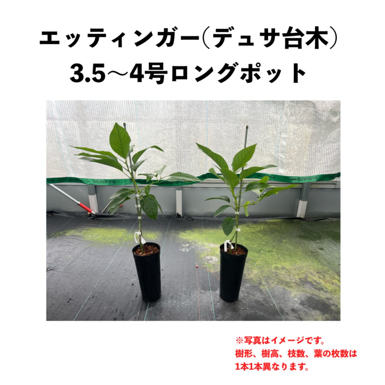 エッティンガー (B) 【デュサ台木（パテント品種）】4号ロングポット