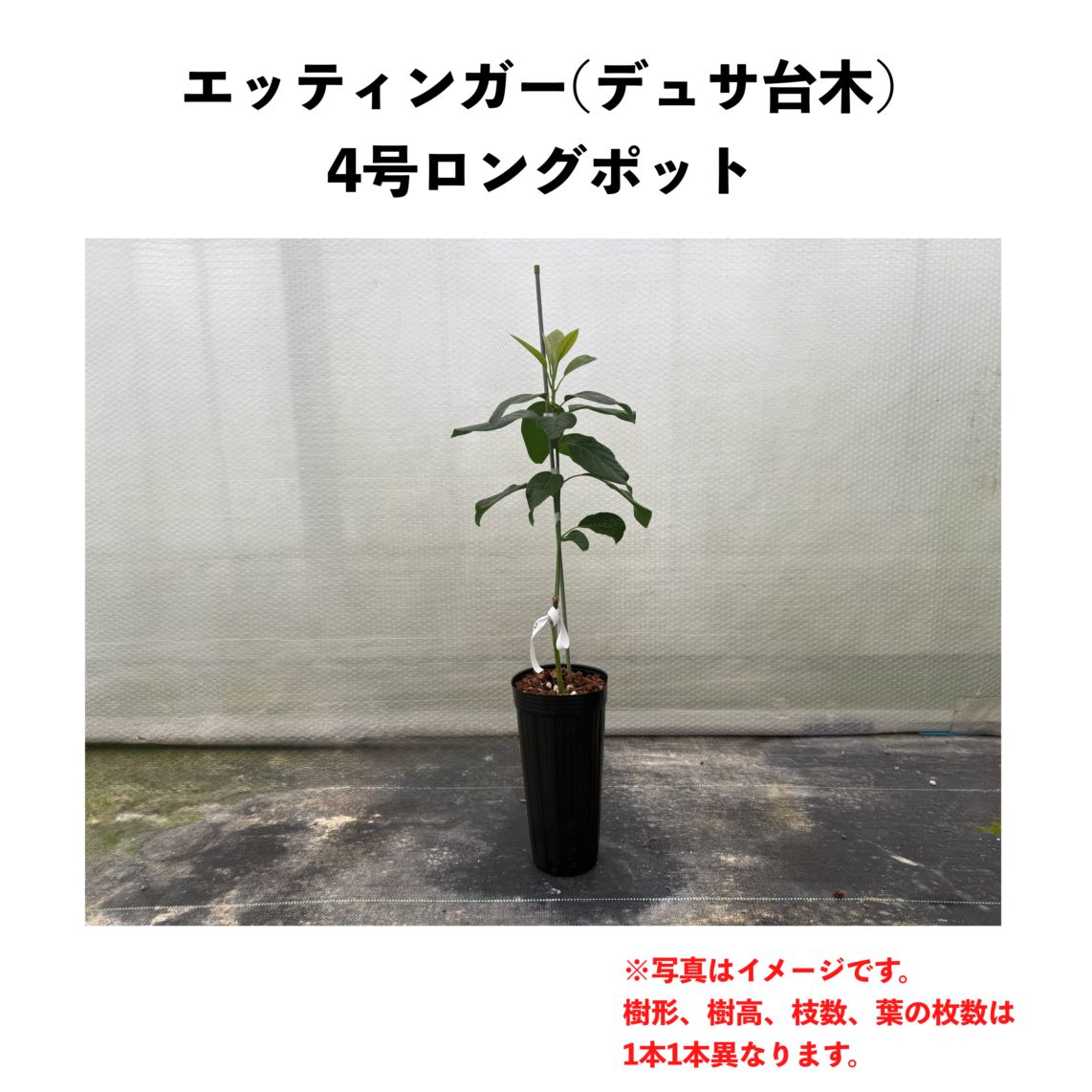 エッティンガー (B) 【デュサ台木（パテント品種）】4号ロングポット