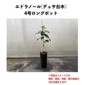 ���ɥ�Ρ��� (B) �ڥǥ奵���ڡʥѥƥ���ʼ�ˡۣ�����󥰥ݥå� (����) Edoranol�å��ܥ�������