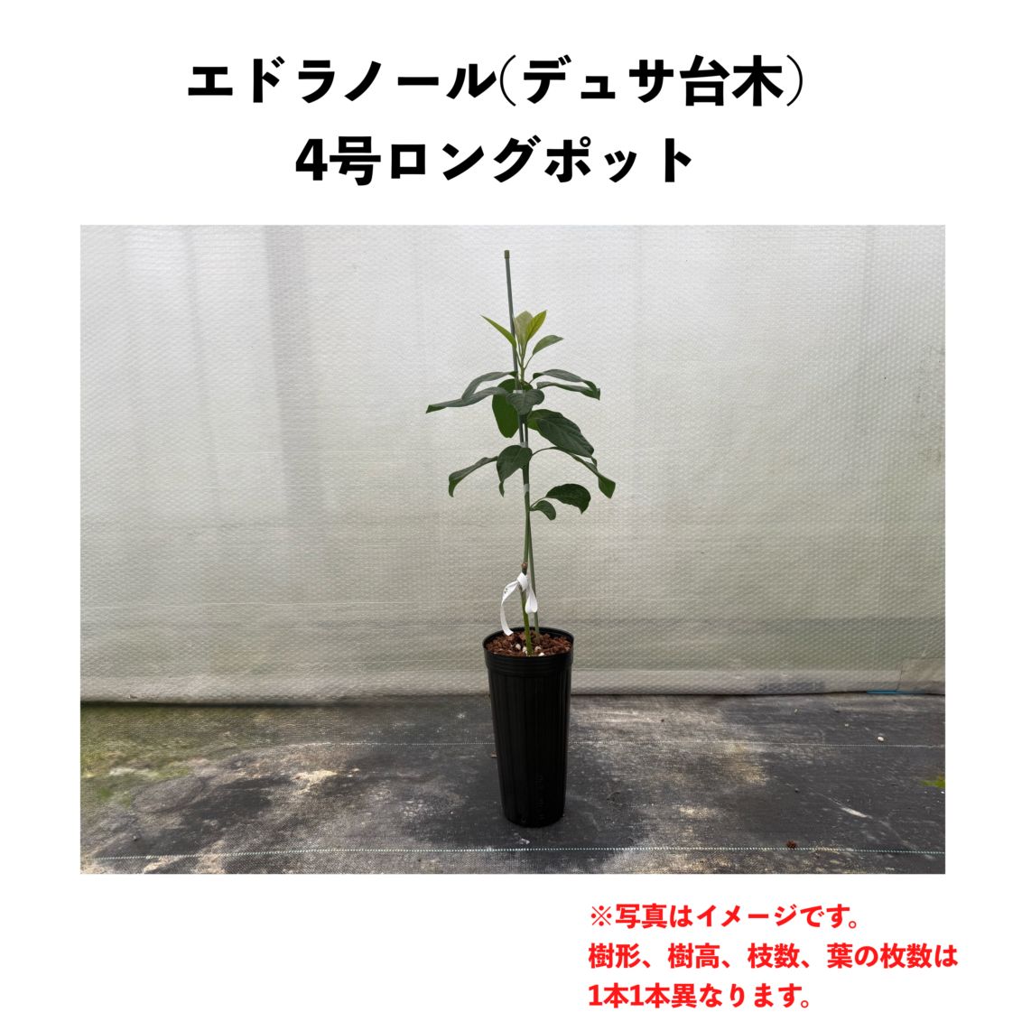 エドラノール (B) 【デュサ台木（パテント品種）】4号ロングポット