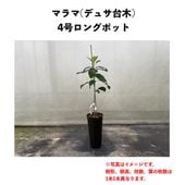 �ޥ�� (B) �ڥǥ奵���ڡʥѥƥ���ʼ�ˡۣ�����󥰥ݥå� (����) Malama�å��ܥ�������