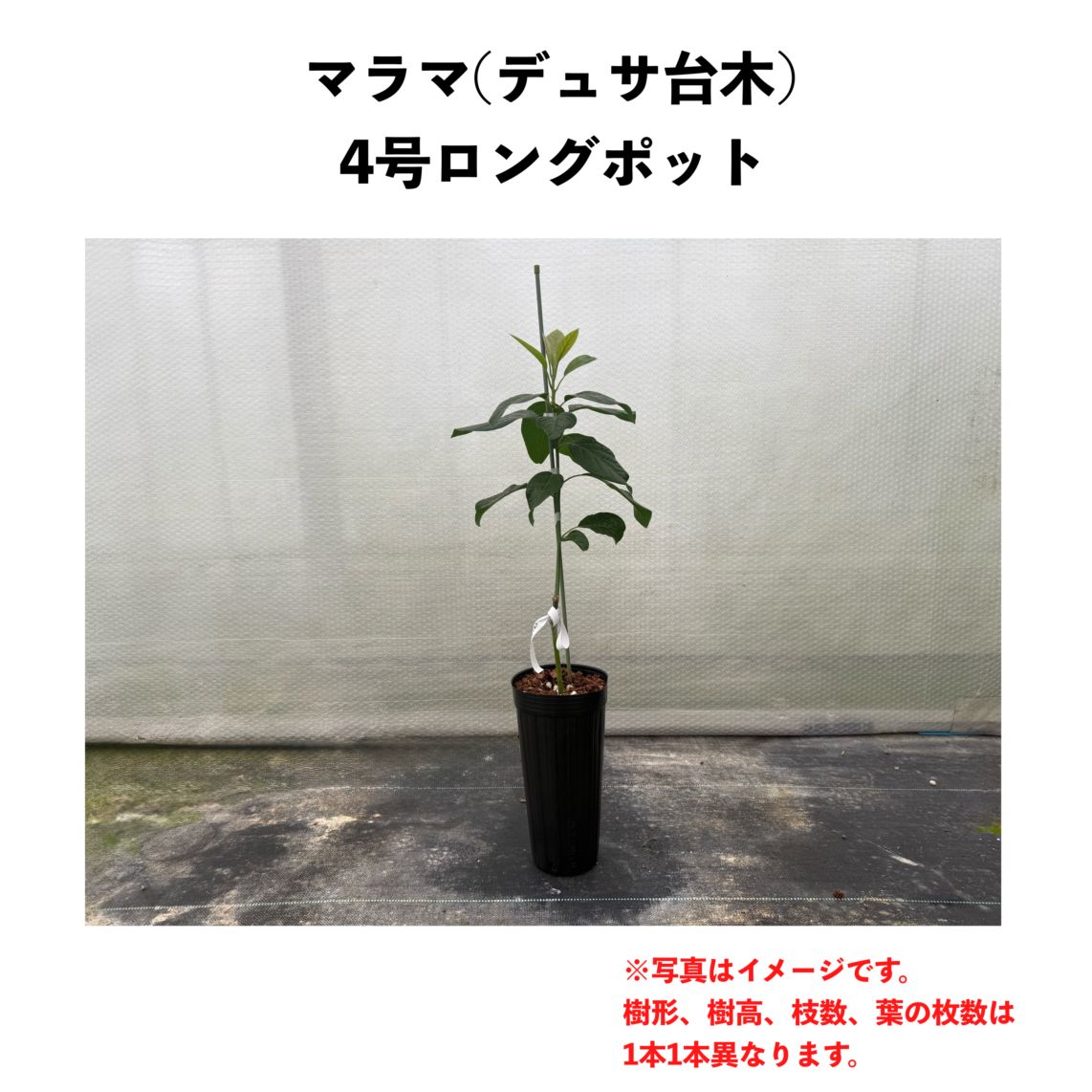 マラマ (B) 【デュサ台木（パテント品種）】4号ロングポット (接木