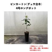 �ԥ󥫡��ȥ� (A) �ڥǥ奵���ڡʥѥƥ���ʼ�ˡ� 3.5��������󥰥ݥå� (����) Pinkerton�å��ܥ�������