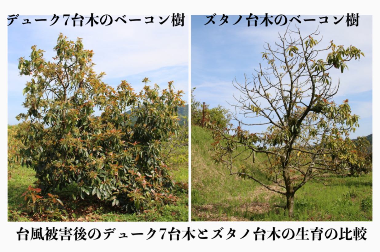 ピンカートン (A) 【デュサ台木（パテント品種）】 3.5～4号ロング