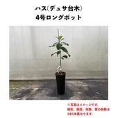 �ϥ� (A) �ڥǥ奵���ڡʥѥƥ���ʼ�ˡ� 3.5��������󥰥ݥå� (����) Hass�å��ܥ�������