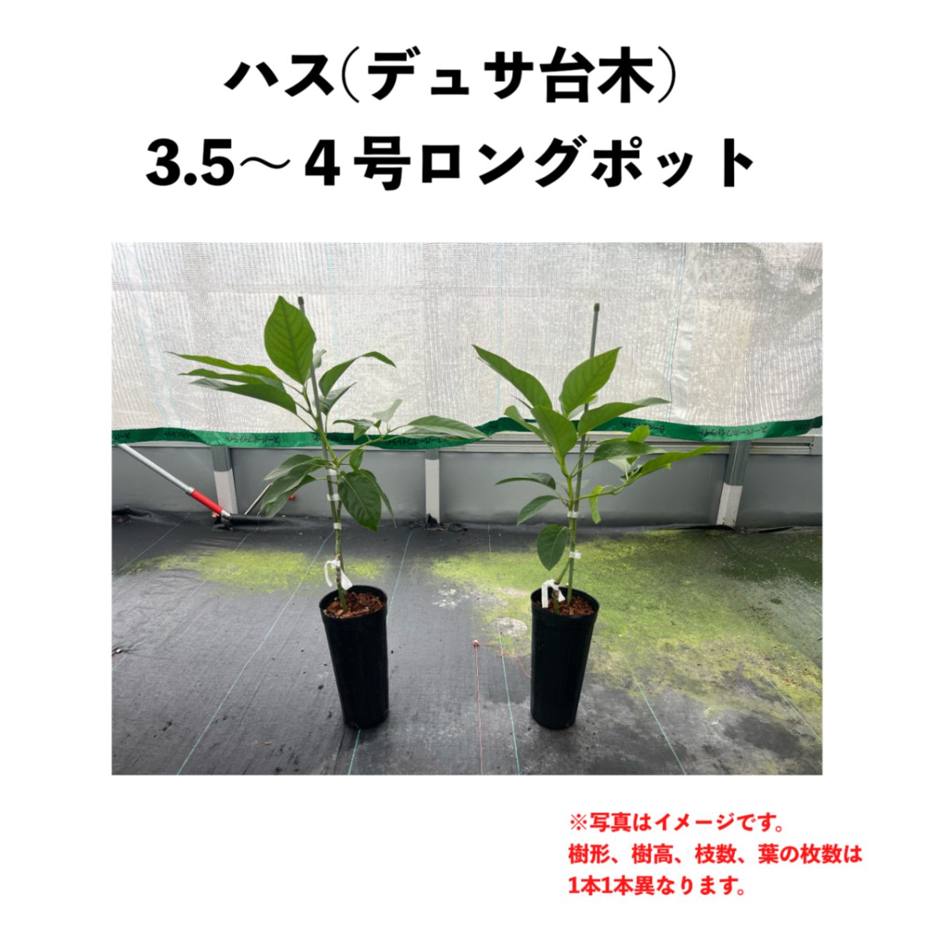 ハス (A) 【デュサ台木（パテント品種）】 3.5～4号ロングポット